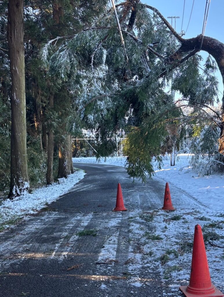 美しい雪景色×倒木
